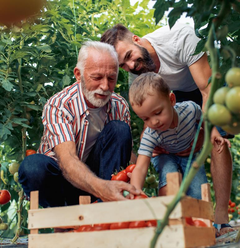 What are chelate fertilizers?