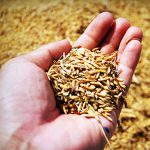 Cultivation of fodder plants