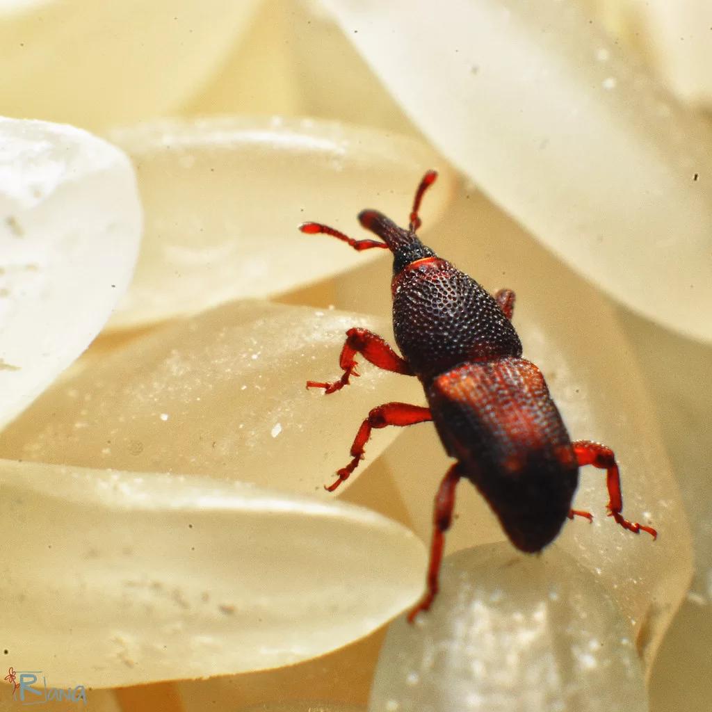 شپشک برنج؛ پیش‌گیری و کنترل