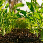 Nanotechnology in agriculture